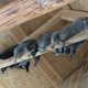 Illustration for article titled This hungry, storm-tossed raccoon lives in all of us